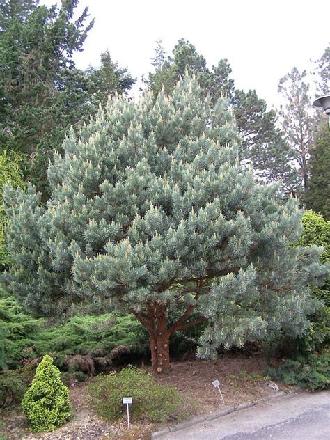 Pinheiro Silvestre Watereri Pinus Sylvestris Watereri Como Plantar