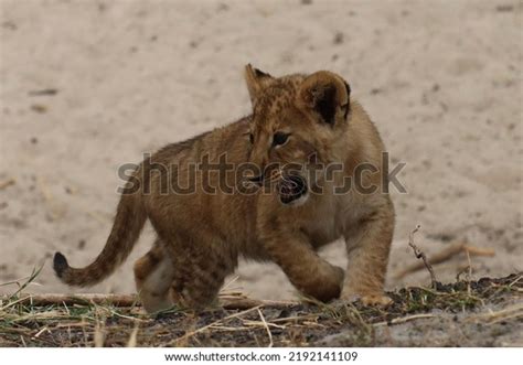 Young Lion Cub Roaring On Safari Stock Photo 2192141109 | Shutterstock