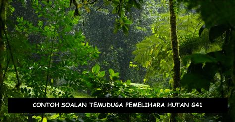 Contoh Soalan Temuduga Pemelihara Hutan G41 Kerjaya Kerajaan