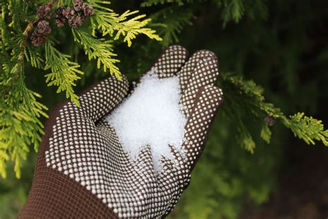 Is Epsom Salt Good for Plants? Here's What an Experts Says