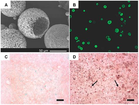 Tgf β1 Mimicking Peptide With Surface Modified Nanofibrous Plla