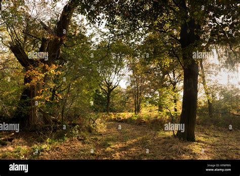 Savernake Forest in autumn Stock Photo - Alamy