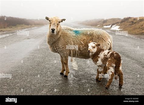 Sheep Lamb Road Danger Hi Res Stock Photography And Images Alamy