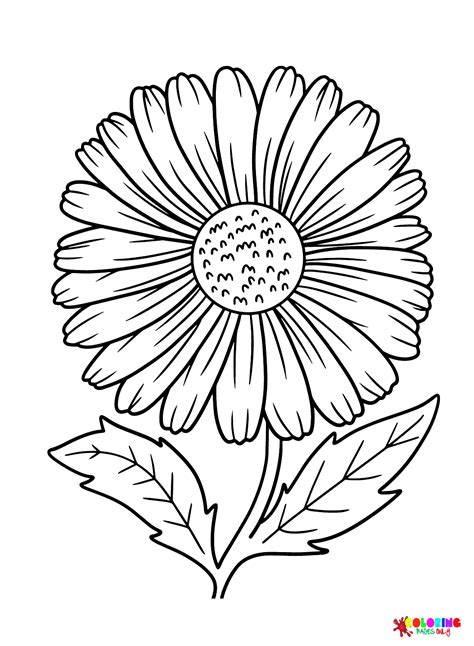 Images Daisy Coloring Page Free Printable Coloring Pages