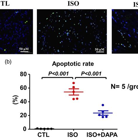 Dapa Reduced Myocardial Apoptosis A Tunel Stain Shown Magnification