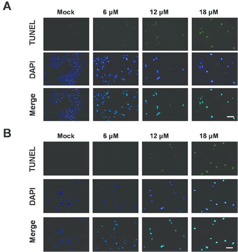 Analysis Of Sinularin‐induced Apoptosis By Tuneldapi Staining A Ags