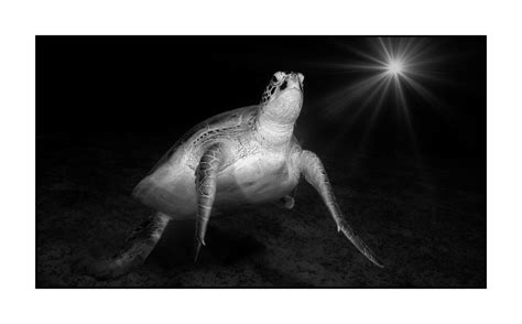 Black And White Underwater Fine Art Photos Abyssal Encounters