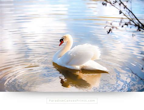 The Beauty Of A Swan Is Amazing - See Stunning Swans Here!