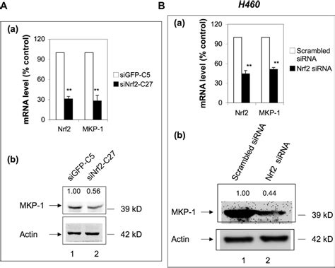 Mkp Is An Nrf Target Gene A Knockdown Of Nrf Reduced The