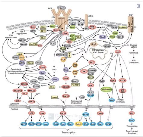 多发性骨髓瘤治疗的潜力显效靶点BCMA 了解一下 环球风云 生物在线 Lab on Web