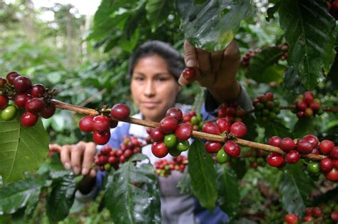 Reportan Alza En La Producci N Del Caf Diario Marca