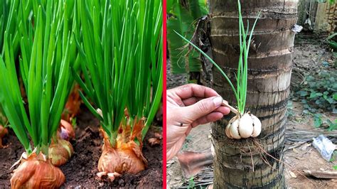 Tips To Grow Garlic In Water Bottles Get Lots Of Roots And Quickly