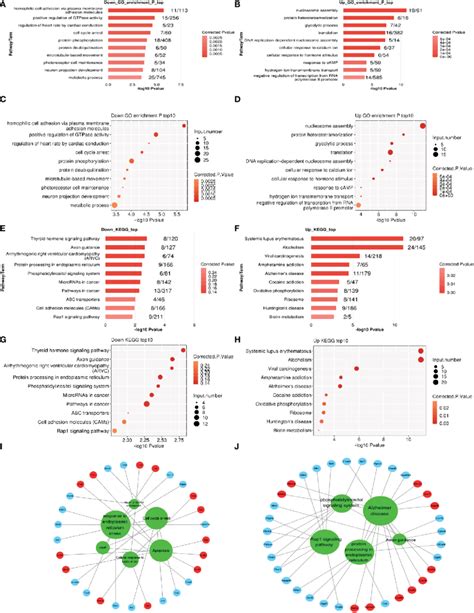 A D The Top Ten Enriched Gene Ontology Go Biological Process Bp Download Scientific