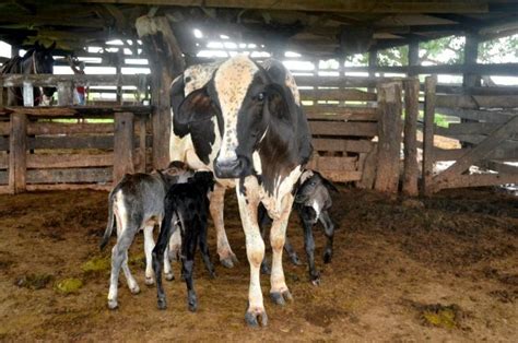 Vaca Leiteira Dá à Luz Bezerros Trigêmeos