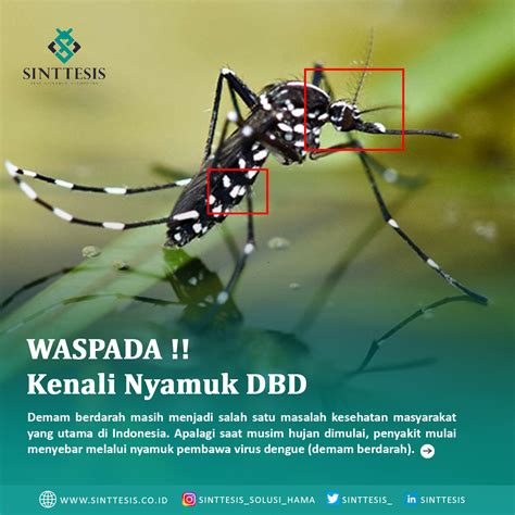 Waspada Kenali Nyamuk Dbd Sinttesis