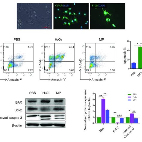 MP Alleviates H 2 O 2 Induced Astrocyte Apoptosis In Vitro A