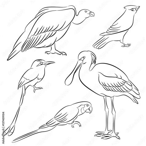 Spoonbill Parrot Vulture Mot Mot Waxwing Bird Line Vector Illustration