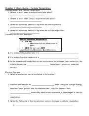 Study Guide Cellular Respiration Docx Chapter 7 Study Guide