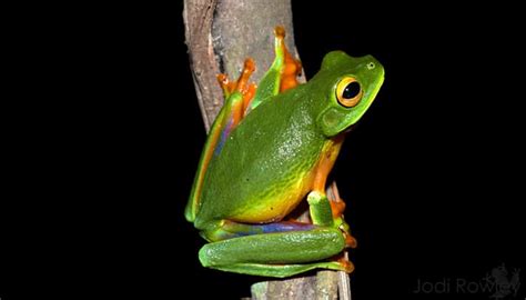 Colourful Tree Frog Img Foxglove