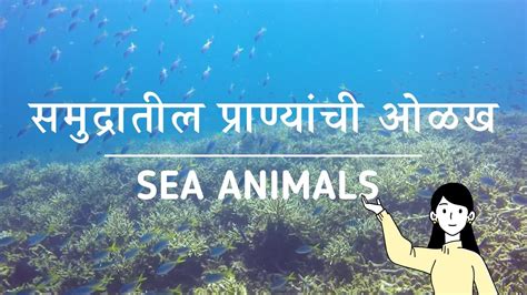 Sea Animals समुद्रातील प्राण्यांची ओळख Youtube