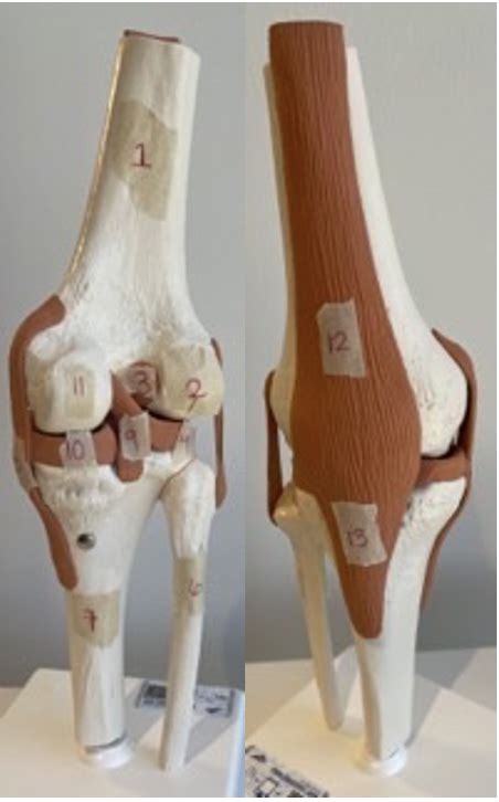 Knee Model Diagram Quizlet