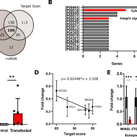 MiR 142 3p Targets Multiple Genes Involved In The Cytoskeletal