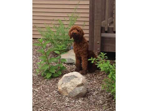 Beautiful low to non shedding Labradoodle puppies Minneapolis - Puppies ...