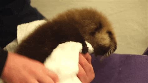 This Baby Otter Learning To Swim Is The Cutest Video Youll See Today