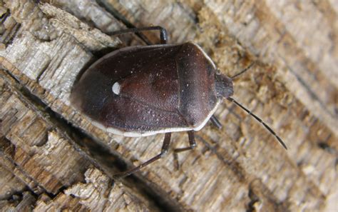 Conchuela Bug Chlorochroa Ligata BugGuide Net