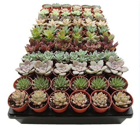 36 Pack 1 75 Mini Assorted Succulents Perfect For Etsy Terrarium