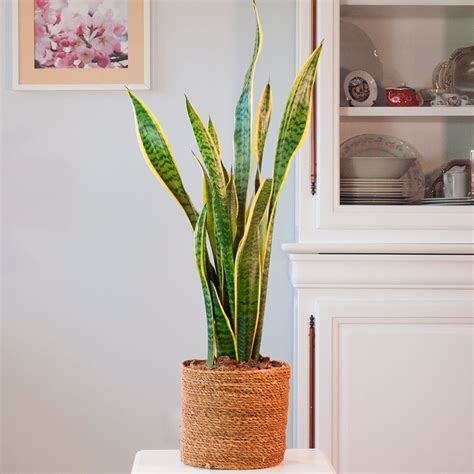 Sansevieria Flores De Cavia