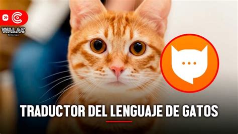 Traductor de gatos conoce la app que te permite entender qué dicen tus