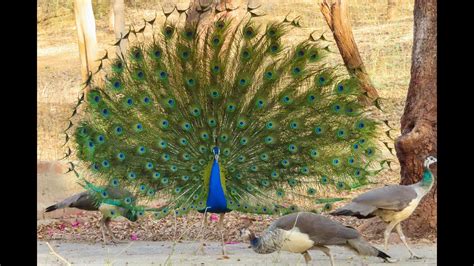 Peacock Dance Display Peacock Sound मोर नृत्य डांस Noises Mor Ki