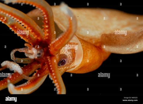 Magnapinna squid hi-res stock photography and images - Alamy