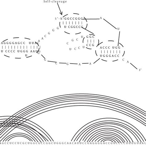 Two Representations for RNA Secondary Structure | Download Scientific ...