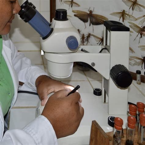 Bolsa De Trabajo Como Bi Logo De La Entomolog A En M Xico Jocejob