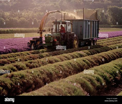 Lavender Being Harvested Castle Farm Shoreham Darent Valley