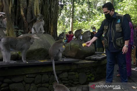 Menteri Bumn Kunjungi Monkey Forest Bali Antara News