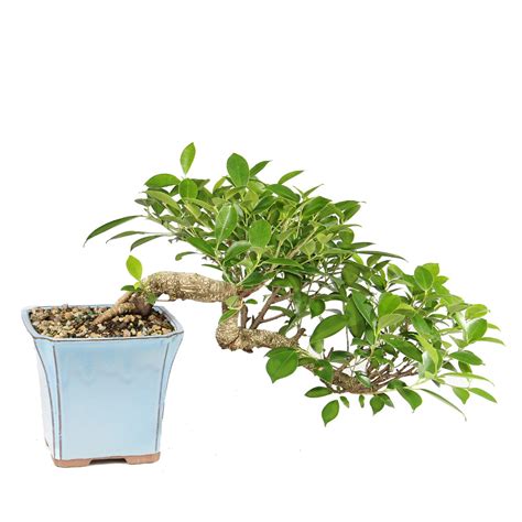 golden gate ficus ctggf brussels bonsai