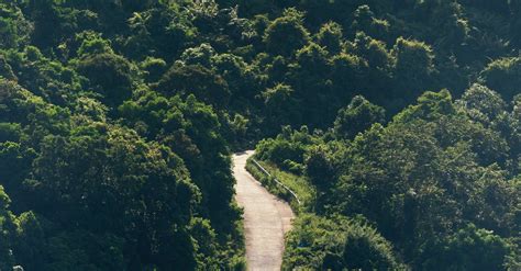 Road Passing through a Forest · Free Stock Photo