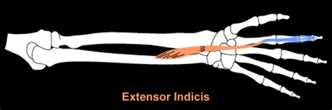 Extensor Indicis Definition Origin Proprius Function And Pictures