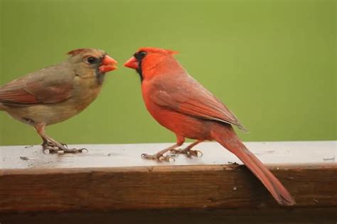 Birds With Red Beaks Pictures And Info Bird Feeder Hub