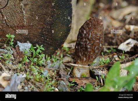 Morel Morchella Conica Banque De Photographies Et Dimages à Haute