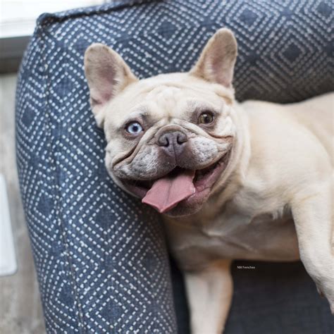 French Bulldog Coat Colors in Depth | NW Frenchies — NW Frenchies