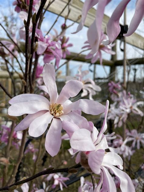 Magnolia Leonard Messel Multistem Tree For Sale Barcham Trees