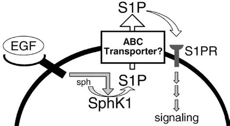 Figure 1 From Export And Functions Of Sphingosine 1 Phosphate Semantic Scholar