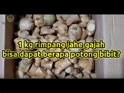 Kg Rimpang Jahe Gajah Dapat Berapa Potong Rimpang Bibit Youtube