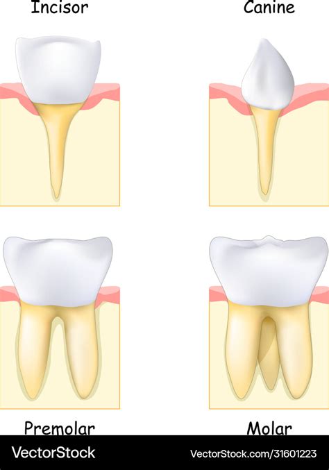 Types teeth from canine and incisor to molar Vector Image