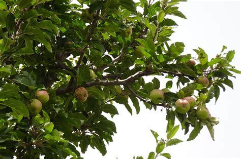 Manzana Fruta Árbol Foto gratis en Pixabay Pixabay