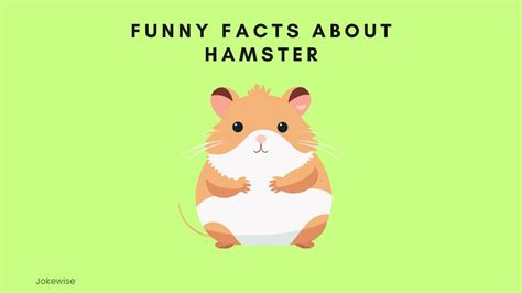 100 Funny Hamster Jokes That Will Crack You Up Jokewise